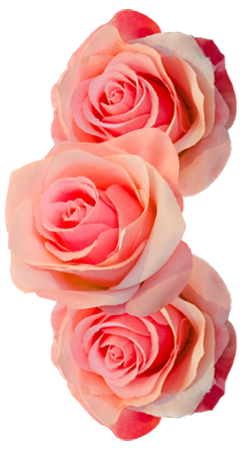 Roses-top-left